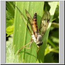 Rhagio vitripennis- Schnepfenfliege m01.jpg